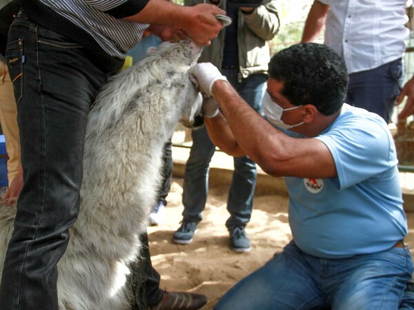 Μια οργάνωση σώζει τα εναπομείναντα ζώα στον φρικτό ζωολογικό κήπο στη Γάζα