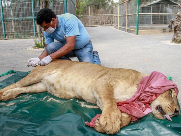Μια οργάνωση σώζει τα εναπομείναντα ζώα στον φρικτό ζωολογικό κήπο στη Γάζα