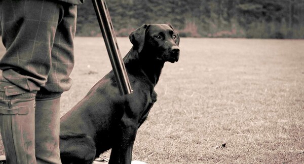 ΗΠΑ: Σκύλος με το όνομα «Σκανδάλη» πυροβόλησε την ιδιοκτήτρια του