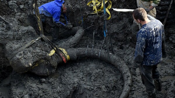 Αγρότης βρήκε σκελετό μαμούθ στο χωράφι του στο Μίσιγκαν