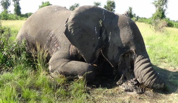 Η εξόντωση των ελεφάντων συνεχίζεται - 62 ζώα δηλητηριασμένα το Σεπτέμβριο