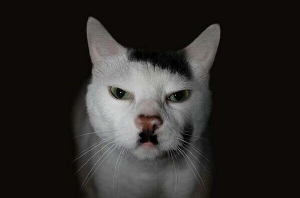 Γιατί μερικές γάτες μοιάζουν με τον Χίτλερ;