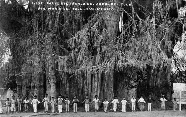 Ποιο ήταν στο Μεξικό το ιστορικό δέντρο της "Θλιβερής Νύχτας" που κάηκε σαν σήμερα το 1980;