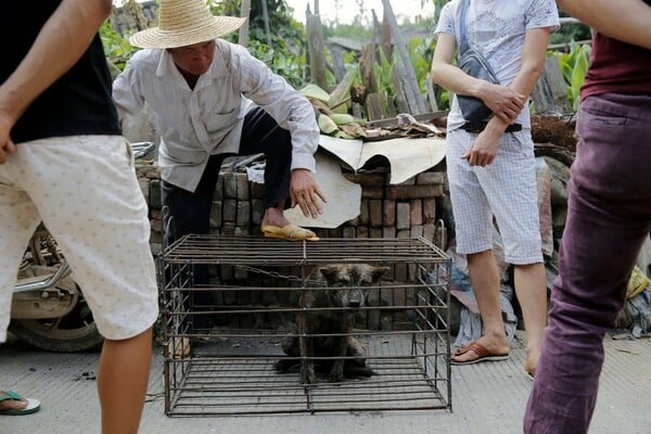 Oι πρώτες σοκαριστικές εικόνες από το Υulin - Xιλιάδες σκύλοι καταφθάνουν σε κλουβιά για να σφαγιαστούν αύριο στο αμφιλεγόμενο φεστιβάλ