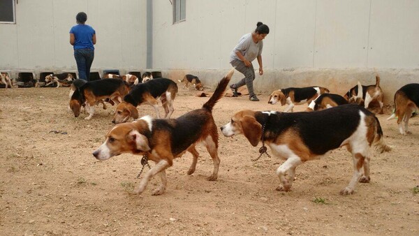 156 σκυλιά που γεννήθηκαν σε εργαστήρι πειραμάτων παίζουν και βλέπουν τον ήλιο για πρώτη φορά