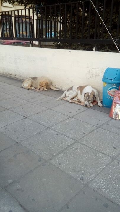 Φωτογραφίες: Η Θεσσαλονίκη αγαπάει και φροντίζει τα αδέσποτά της!
