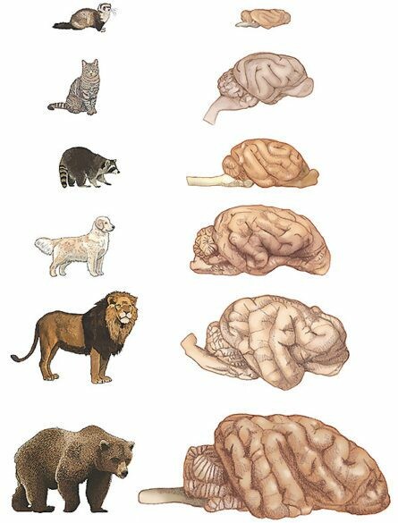 Σκύλοι και γάτες. Τελικά ποιος είναι ο εξυπνότερος; Έρευνα απαντά για πρώτη φορά στο «αιώνιο» ερώτημα