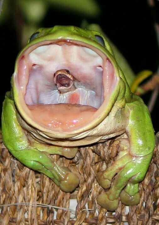 Απίστευτη φωτογραφία κατέγραψε φίδι την ώρα που το καταπίνει ένας βάτραχος