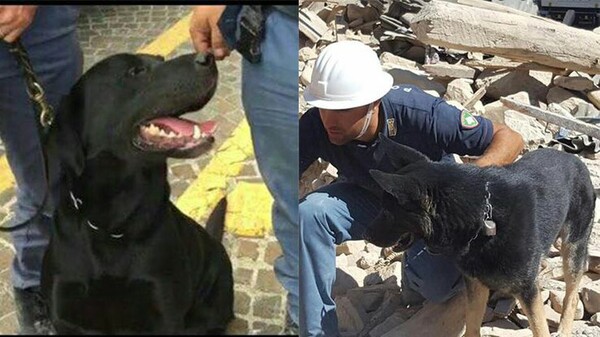 Σκυλιά-ήρωες που βοηθούν τους διασώστες να εντοπίσουν ανθρώπους κάτω από τα χαλάσματα στην Ιταλία