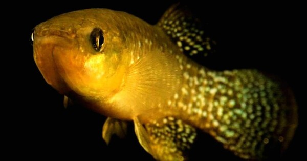 Επιστήμονες εντόπισαν το πρώτο ψάρι που μεταλλάχθηκε και κατάφερε να γίνει 8.000 φορές πιο ανθεκτικό στην τοξική μόλυνση