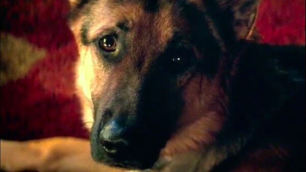 Ακυρώθηκε η πρεμιέρα της ταινίας «A Dog's Purpose» στη Αμερική μετά τις κατηγορίες για κακοποίηση σκύλου στα γυρίσματα