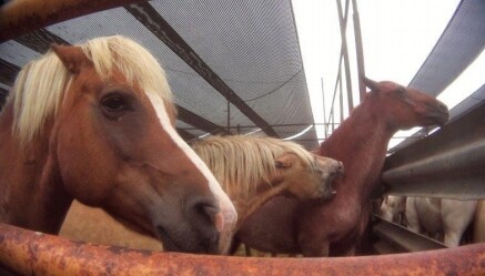 Κάθε χρόνο περισσότερα από 100.000 άλογα στέλνονται από τις ΗΠΑ σε άλλες χώρες με μοναδικό σκοπό να σφαγιαστούν