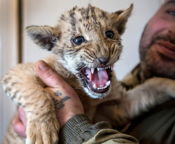 Ο Τσάρος - To σπάνιο και πανέμορφο μωρό από την διασταύρωση μιας τίγρης και ενός λιονταριού