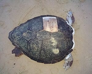 Aποκεφάλισαν δέκα θαλάσσιες χελώνες στην Νάξο