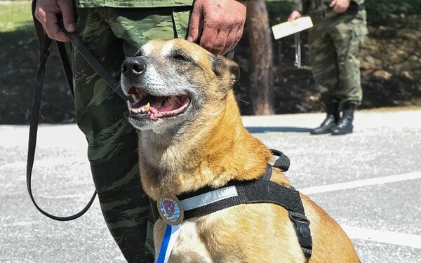 Οι Ένοπλες Δυνάμεις βράβευσαν σκυλίτσα που γέννησε 43 επίλεκτα κουτάβια (φωτογραφίες)