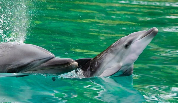 Πώς η Γαλλία δείχνει τον δρόμο για το τέλος στα σόου με δελφίνια και όρκες
