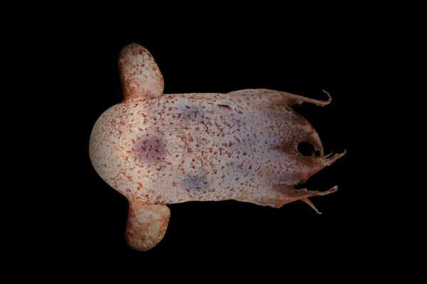 Επιστήμονες έφεραν στην επιφάνεια πλάσματα παράξενα, τρομακτικά και αλλόκοσμα που ζουν στα ανεξερεύνητα βάθη των ωκεανών