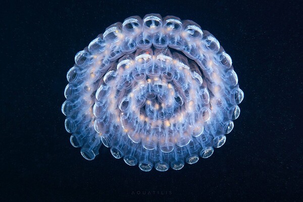 Απίστευτα πλάσματα από τα βάθη των ωκεανών του κόσμου