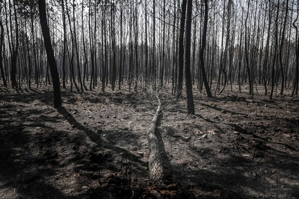 Πορτογαλία: Ολική καταστροφή από τις πυρκαγιές- Πάνω από 1 εκατ. στρέμματα βλάστησης έχουν γίνει στάχτη