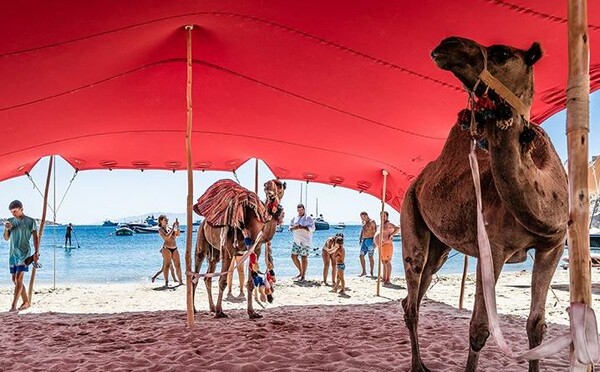 Καταγγελία στην Αστυνομία για τις καμήλες στο πάρτι χλιδής του Nammos
