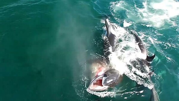 Αυτό το βίντεο δείχνει ακριβώς το λόγο που οι Όρκες ονομάζονται φάλαινες - δολοφόνοι