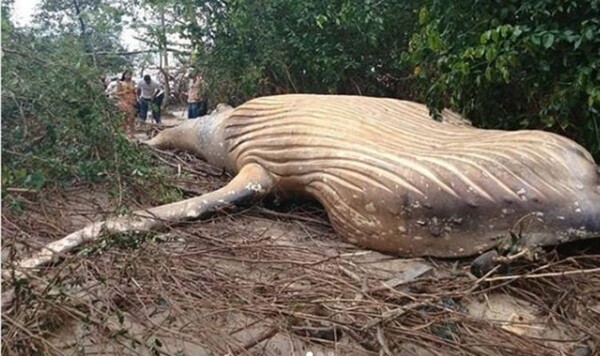 Μυστήριο στον Αμαζόνιο - Βρήκαν νεκρή φάλαινα στο δάσος