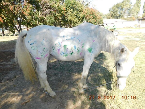 Καταγγελία για παιδικό σταθμό στη Θεσσαλονίκη που έβαλε παιδιά να ζωγραφίσουν πάνω σε λευκό άλογο