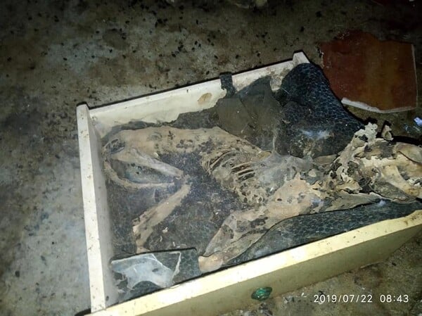 Φρίκη στο Μοσχάτο: Δεκάδες αδέσποτα βρέθηκαν νεκρά σε σπίτι - Αμέτρητοι σκελετοί