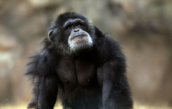 Κοινότητα με άγριους και υπερμεγέθεις χιμπαντζήδες βρέθηκε σε ζούγκλα του Κονγκό