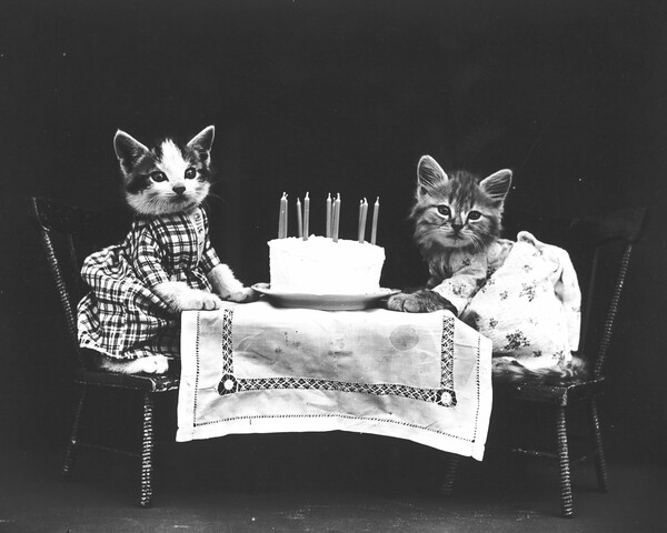 Ο παππούς των LOL Cats― Οι παιχνιδιάρικες, απολαυστικές φωτογραφίες μικρών ζώων του Harry Frees