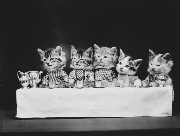 Ο παππούς των LOL Cats― Οι παιχνιδιάρικες, απολαυστικές φωτογραφίες μικρών ζώων του Harry Frees