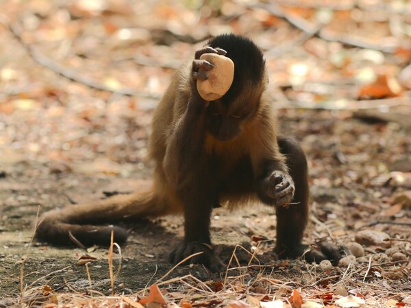Έρευνα σε μαϊμούδες αποκαλύπτει πως η ανθρωπότητα δεν είναι πλέον το μόνο είδος που έχει εισέλθει στην Εποχή του Λίθου