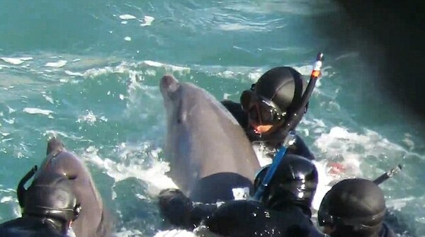 Πανικόβλητο δελφίνι προσπαθεί να σώσει το μωρό του από τους δύτες στο αιματηρό κυνήγι στη θάλασσα του Ταϊτζί
