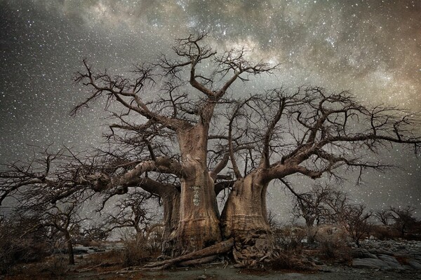 Τα πιο αρχαία δέντρα του κόσμου μέσα στη νύχτα