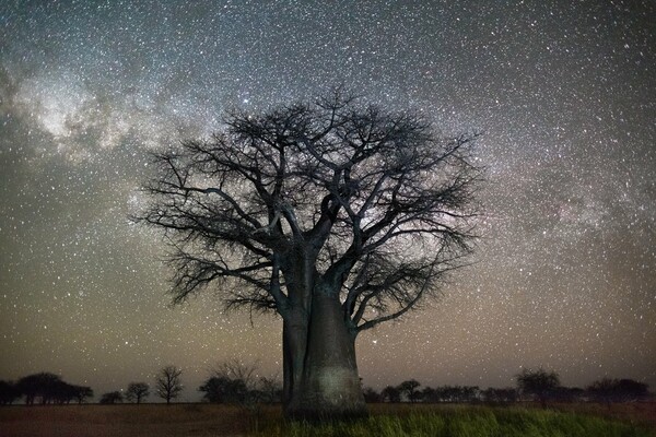 Τα πιο αρχαία δέντρα του κόσμου μέσα στη νύχτα
