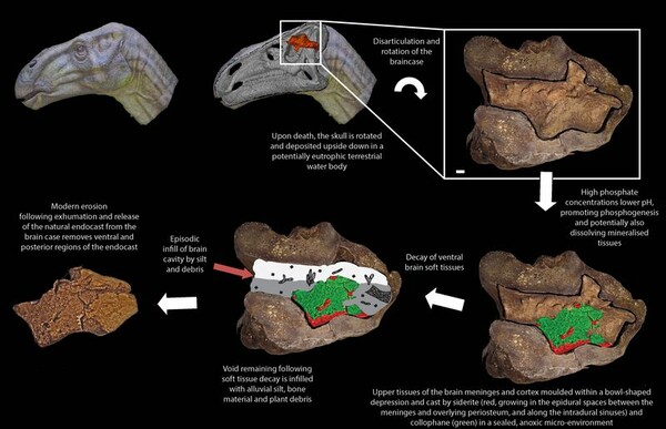 Επιστήμονες εντόπισαν για πρώτη φορά τον απολιθωμένο εγκέφαλο δεινοσαύρου της Κρητιδικής περιόδου