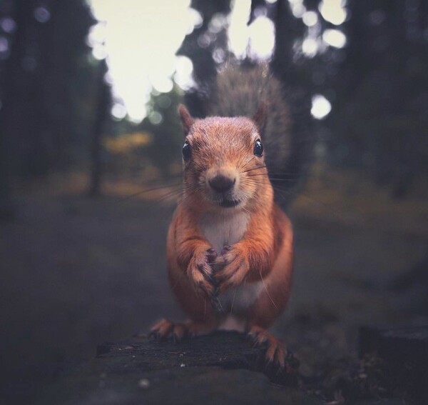 Ο γητευτής φωτογράφος των ζώων του δάσους