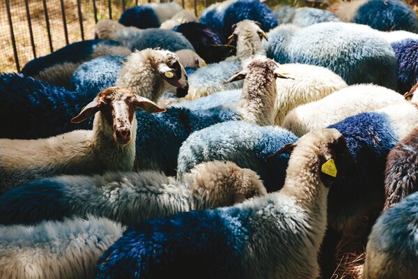 Συνέντευξη με τον καλλιτέχνη που έβαψε μπλε τα πρόβατα