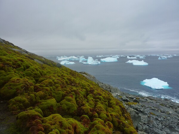 Η Ανταρκτική αρχίζει να «πρασινίζει» και οι επιστήμονες υποστηρίζουν ότι οφείλεται στην κλιματική αλλαγή