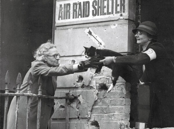 Ψυχραιμία και αποχαιρέτα τη γατούλα σου: Η μαζική ευθανασία κατοικιδίων στην Αγγλία του Β' παγκοσμίου πολέμου