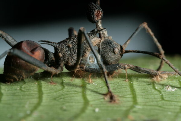 Το θανάσιμο παράσιτο που δημιουργεί μυρμήγκια-ζόμπι είναι πολύ πιο διαβολικό απ' όσο πιστεύαμε