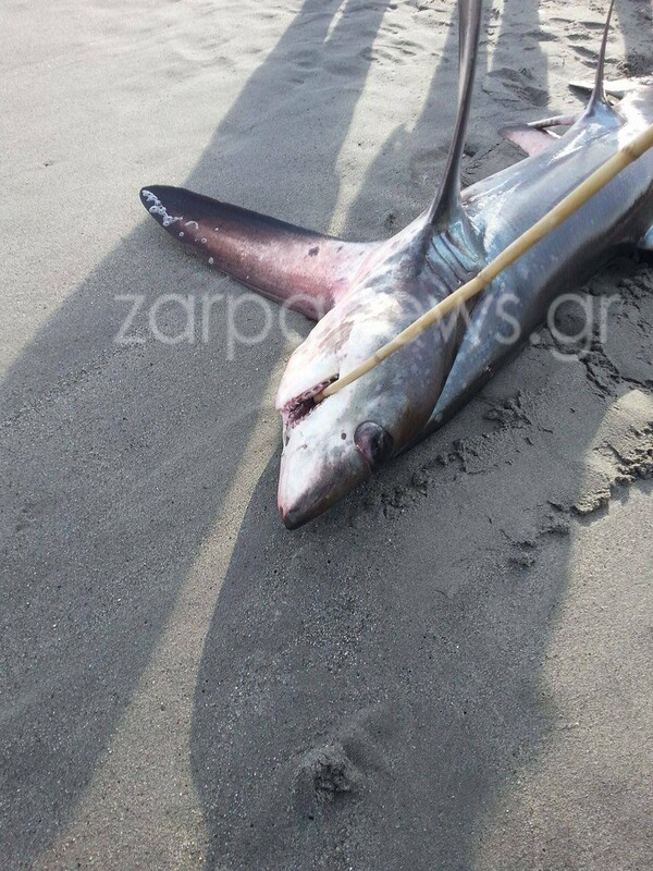 Χανιά: Καρχαρίας 3 μέτρων στην παραλία του Πλατανιά