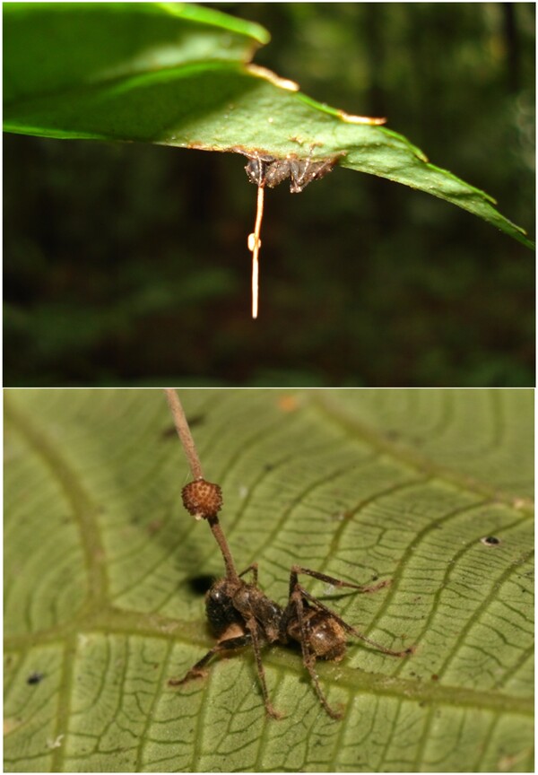 Το θανάσιμο παράσιτο που δημιουργεί μυρμήγκια-ζόμπι είναι πολύ πιο διαβολικό απ' όσο πιστεύαμε