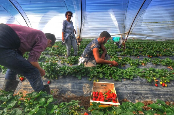 «Μετανάστες Εργάτες στην Ελλάδα»: Φθηνό εργατικό δυναμικό ή πεδίο άσκησης ακραίων αντεργατικών πολιτικών;