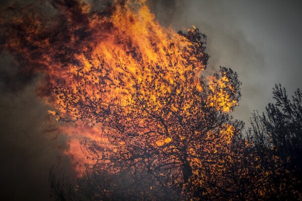 Μαίνεται η φωτιά στην Ηλεία - Δεκάδες πυροσβέστες στο σημείο