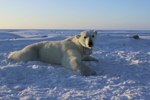 Μια πολική αρκούδα φωτογραφίζει τον καθημερινό αγώνα της για επιβίωση