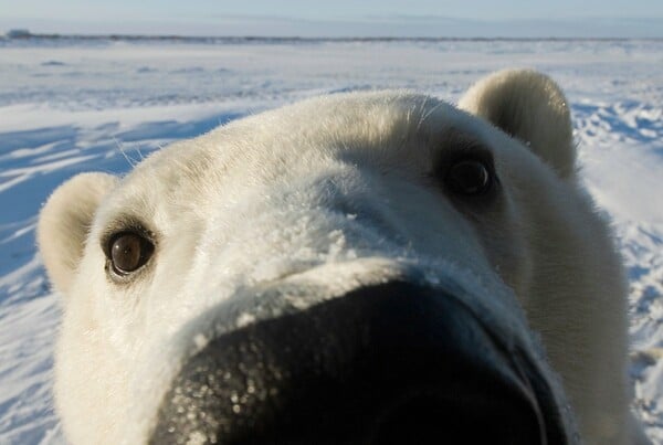 Μια πολική αρκούδα φωτογραφίζει τον καθημερινό αγώνα της για επιβίωση