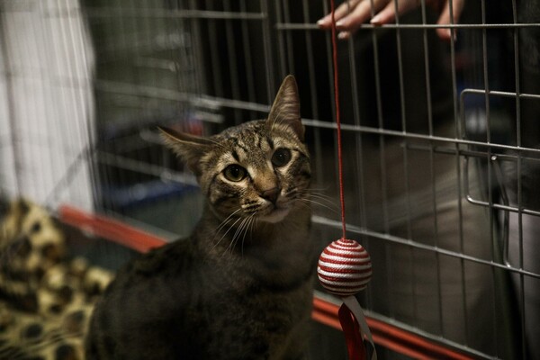 21 φωτογραφίες απ' τις πιο απίθανες γάτες που είδαμε σήμερα στην Αθήνα