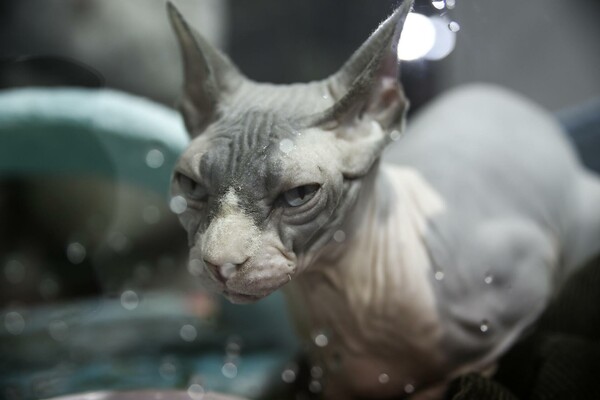 21 φωτογραφίες απ' τις πιο απίθανες γάτες που είδαμε σήμερα στην Αθήνα