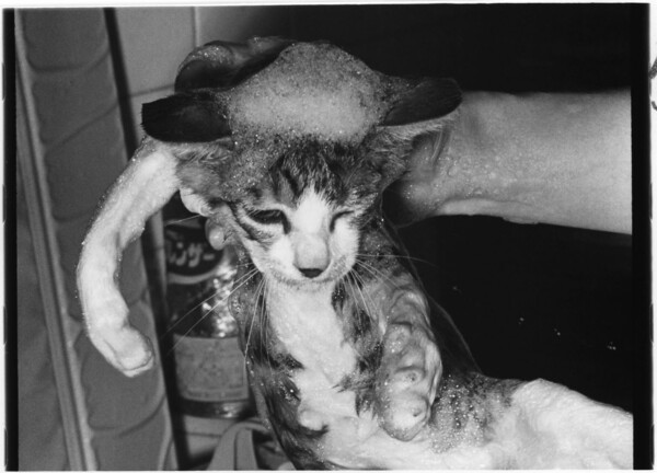Η μετεμψύχωση της χαμένης γάτας του Μασαχίσα Φουκάσε